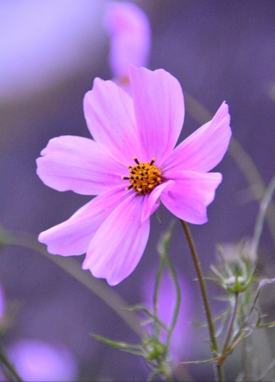 Bloemenfoto