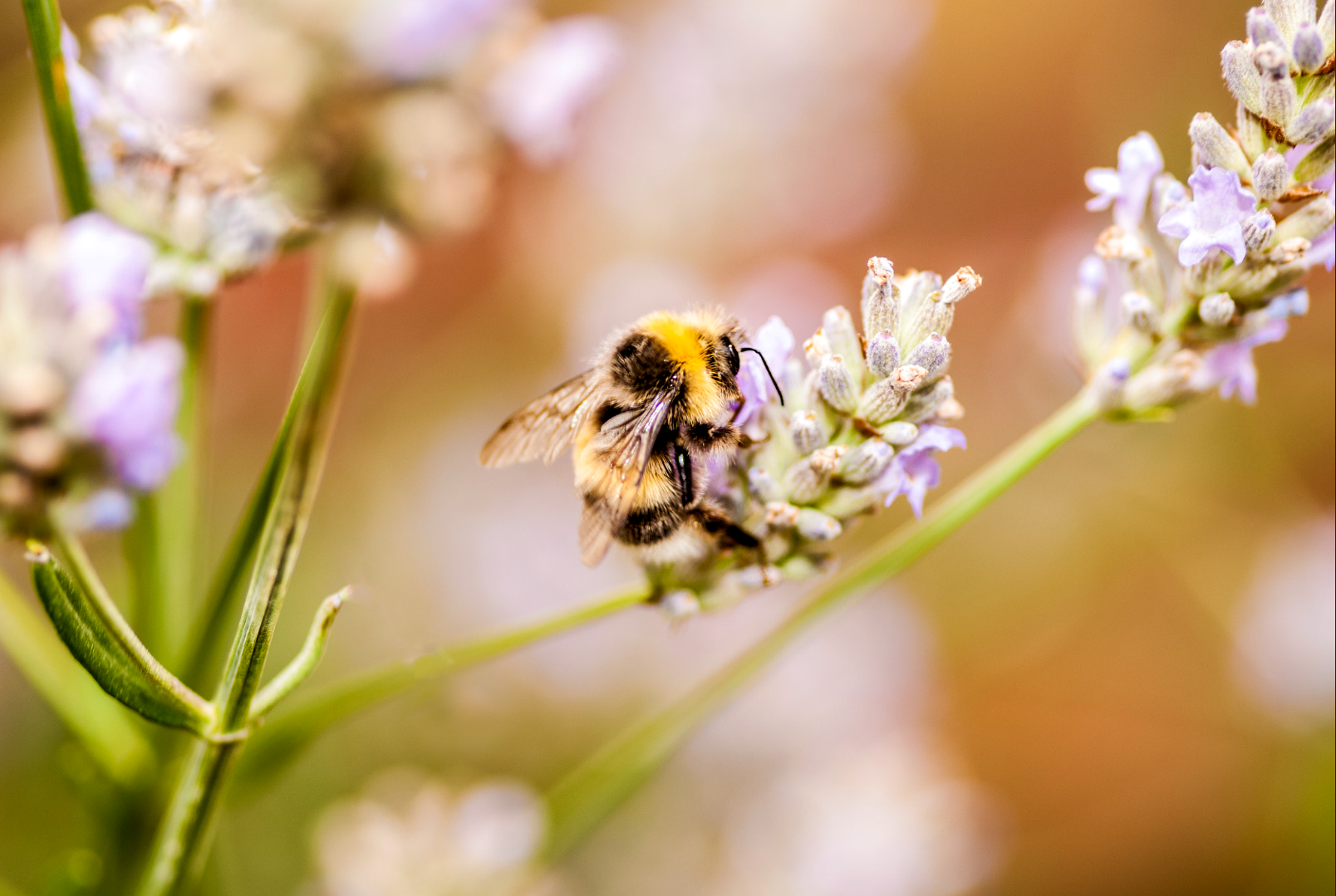 Zomerhommel op bloem