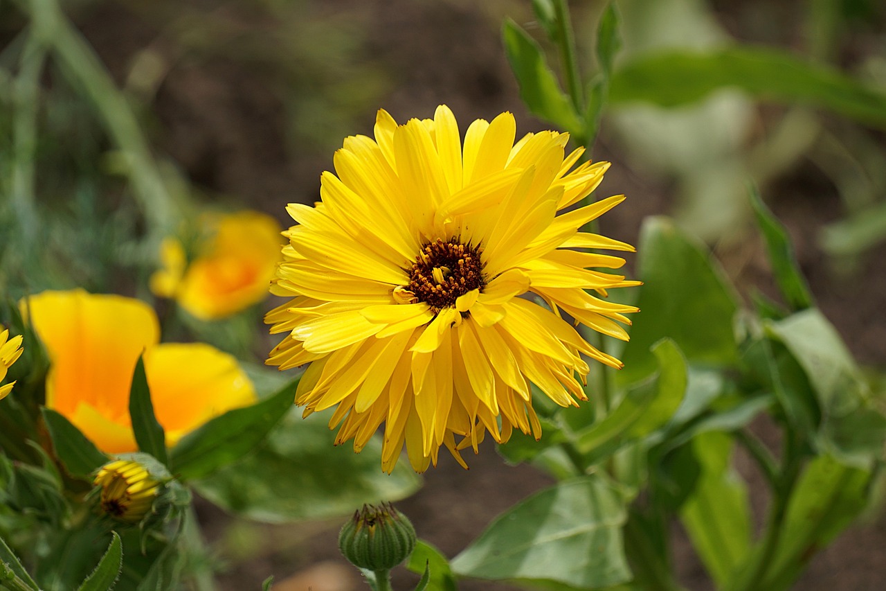 Bloemen