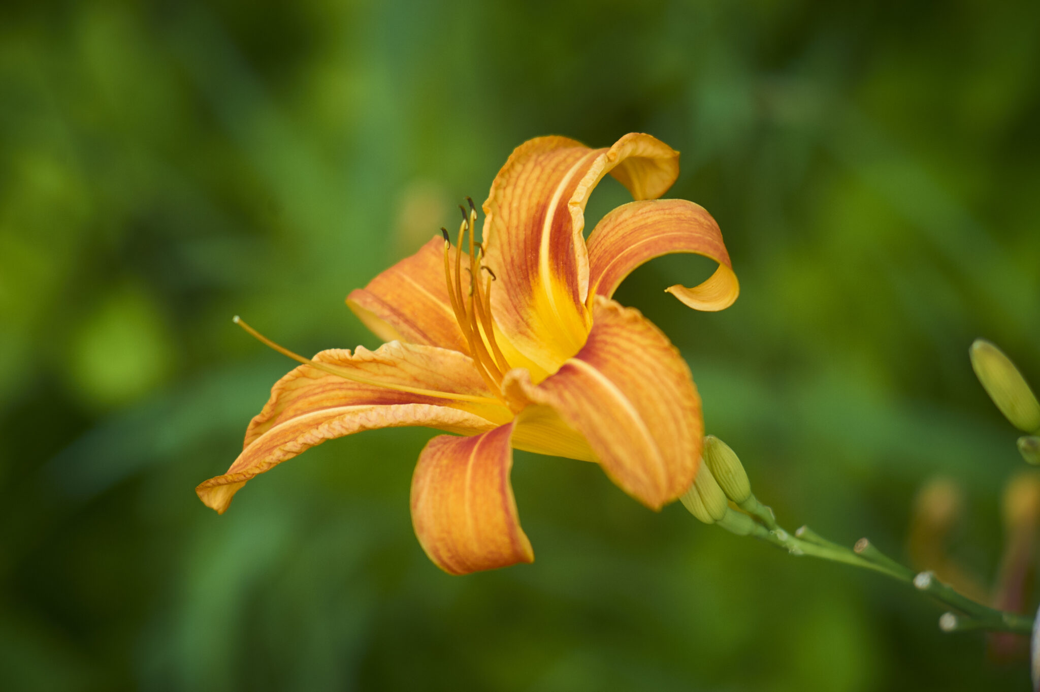 Oranje bloem macro