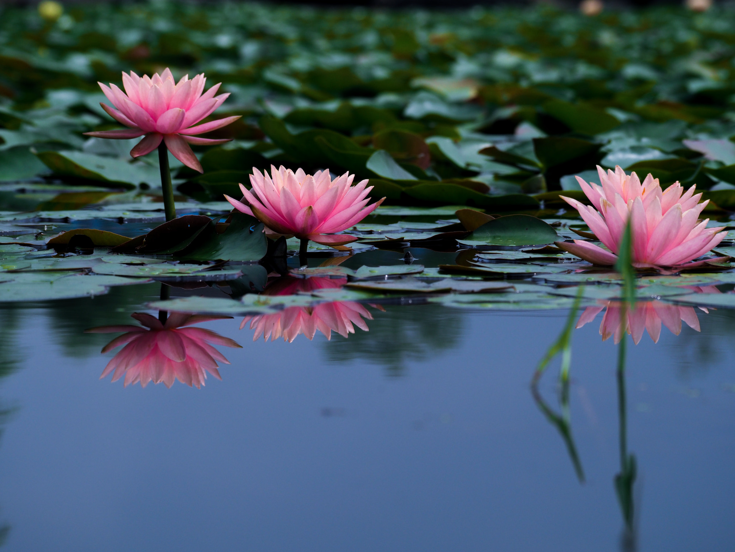 Lotus
